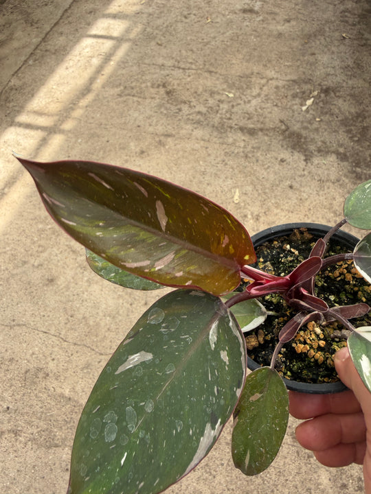 Philodendron red Anderson