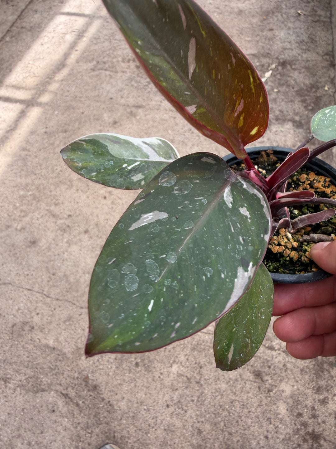 Philodendron red Anderson