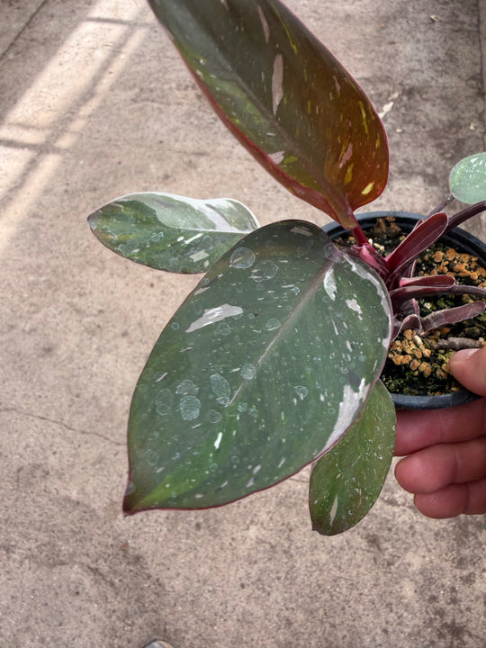 Philodendron red Anderson