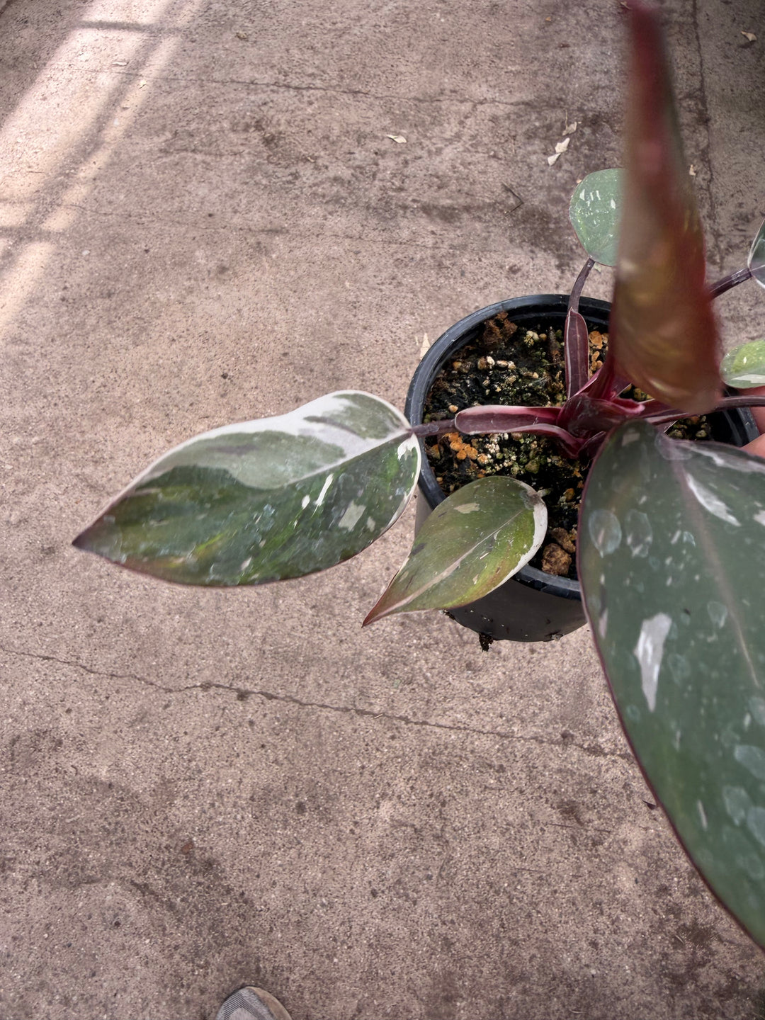 Philodendron red Anderson