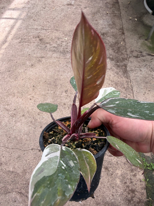 Philodendron red Anderson