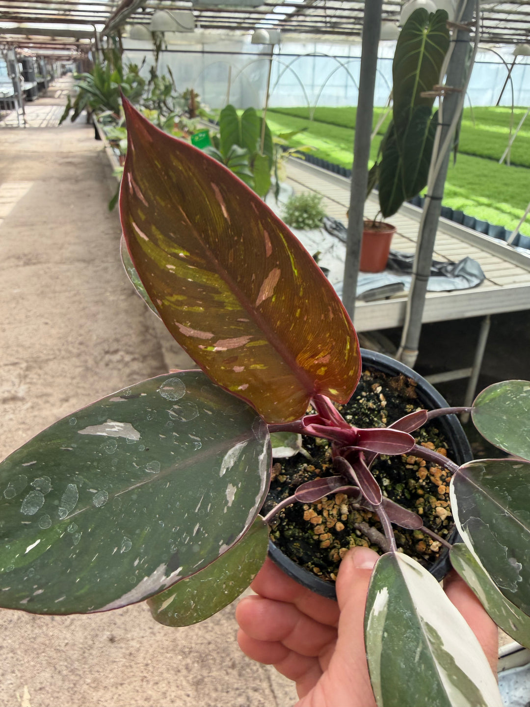 Philodendron red Anderson