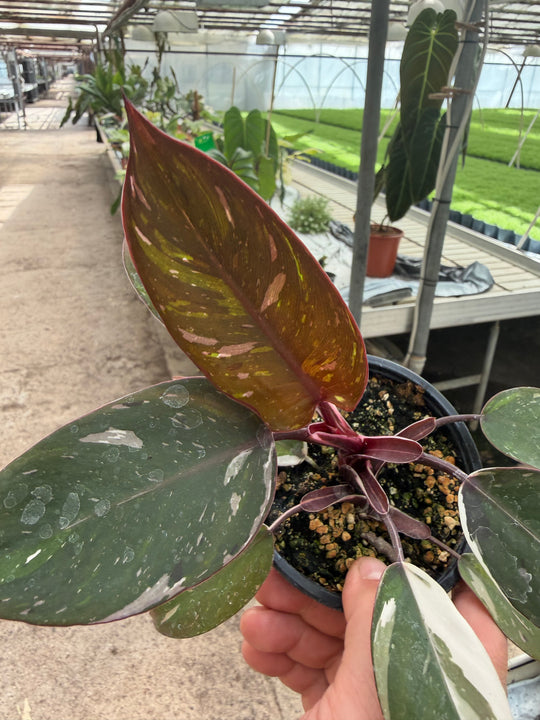 Philodendron red Anderson