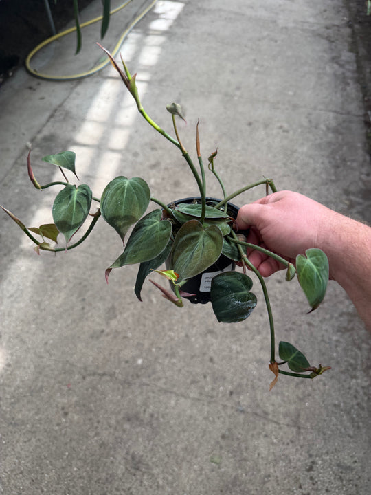 Philodendron micans