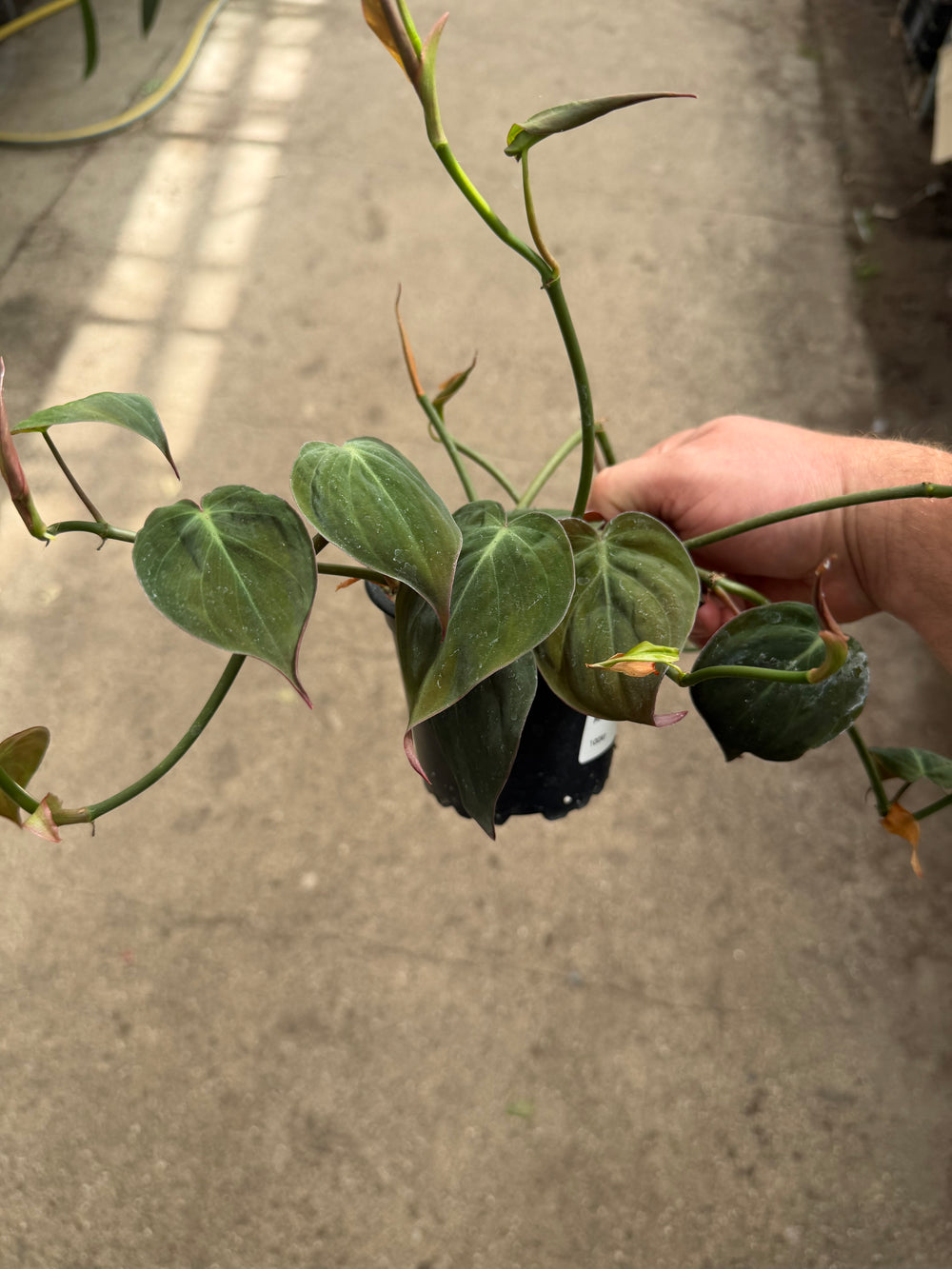 Philodendron micans