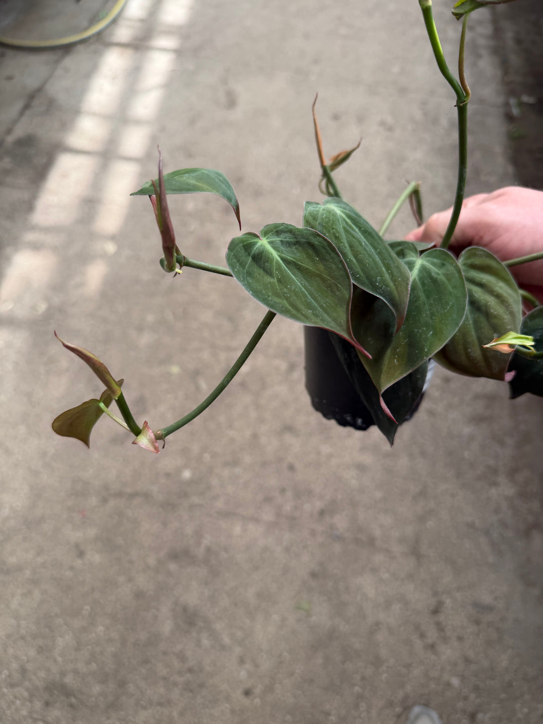 Philodendron micans