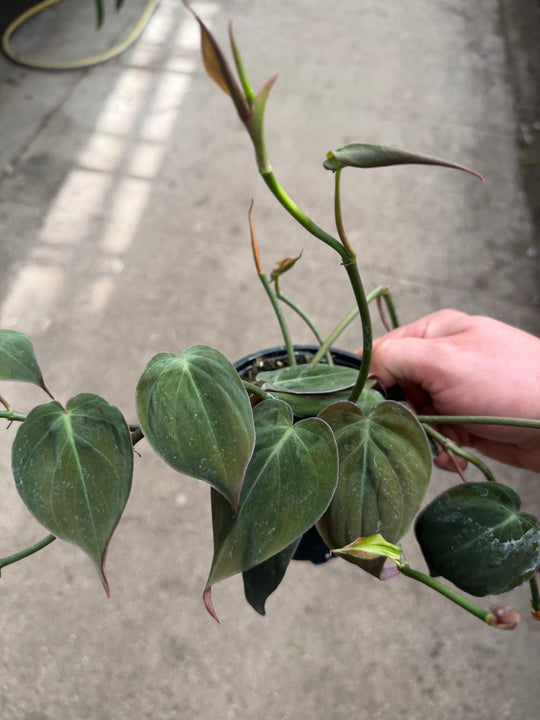 Philodendron micans