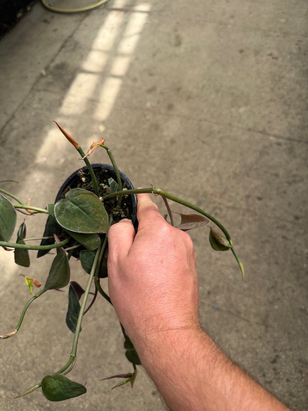 Philodendron micans