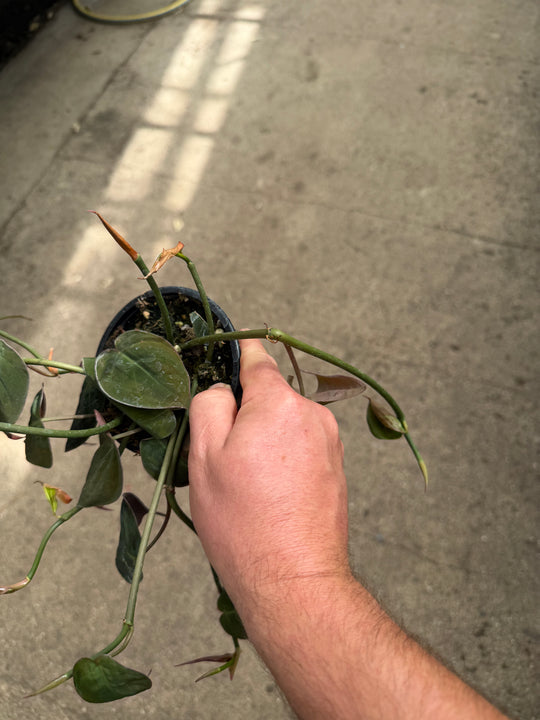 Philodendron micans