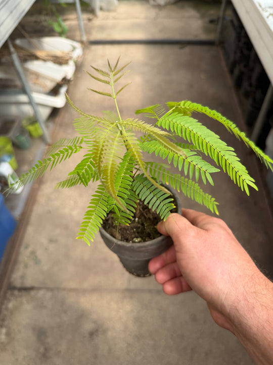 Cojoba arbora Everfresh
