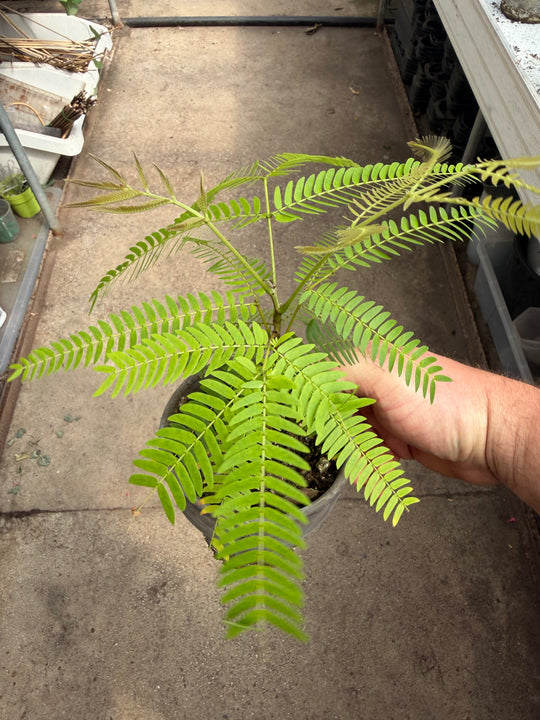 Cojoba arbora Everfresh