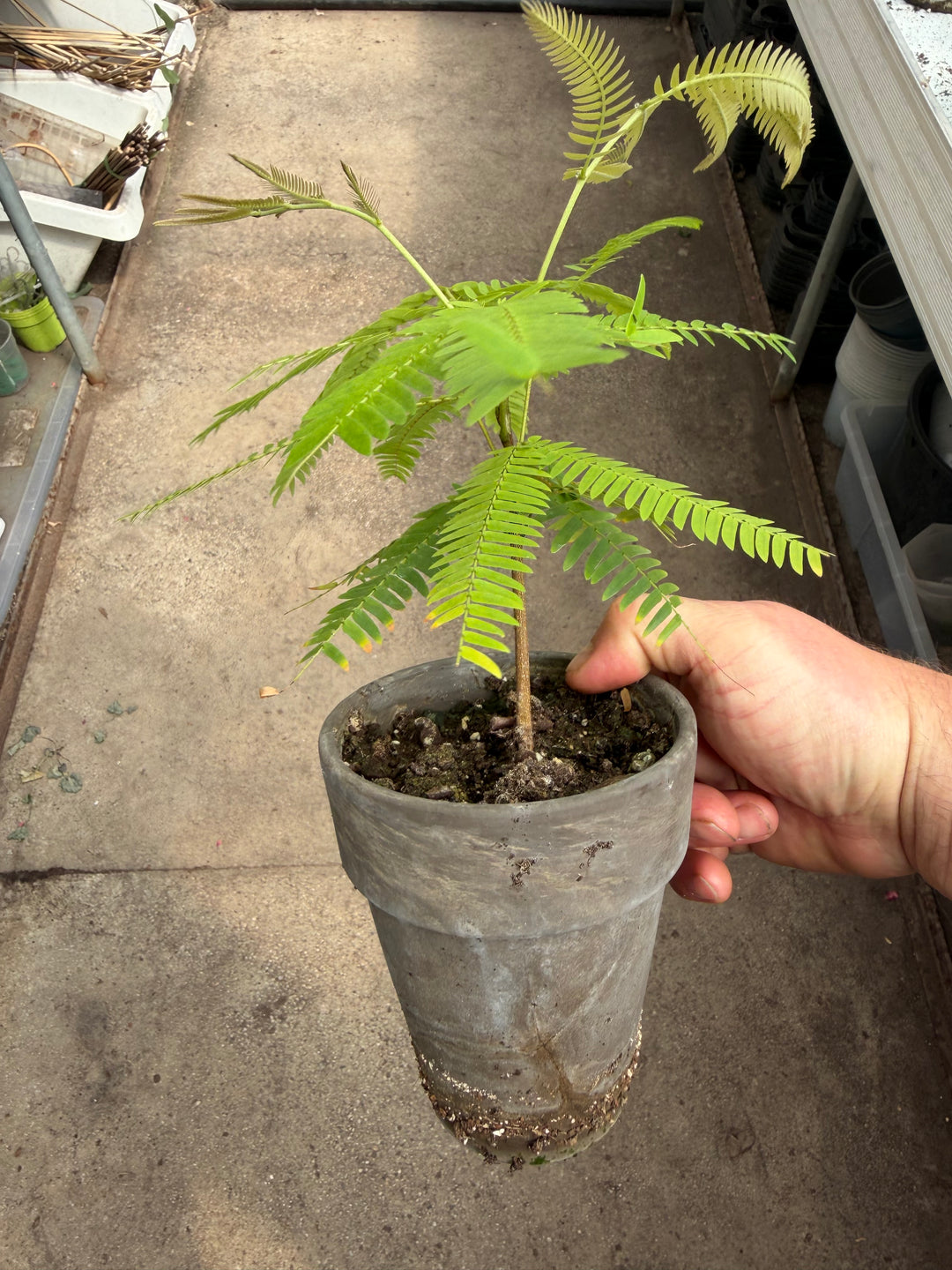 Cojoba arbora Everfresh