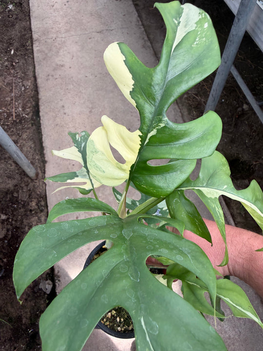 Rhaphidophora tetrasperma Variagata