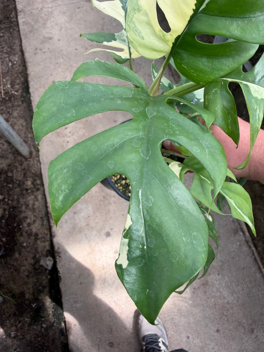 Rhaphidophora tetrasperma Variagata