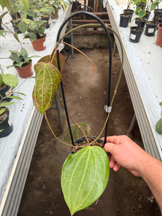 Hoya latifolia big leaf