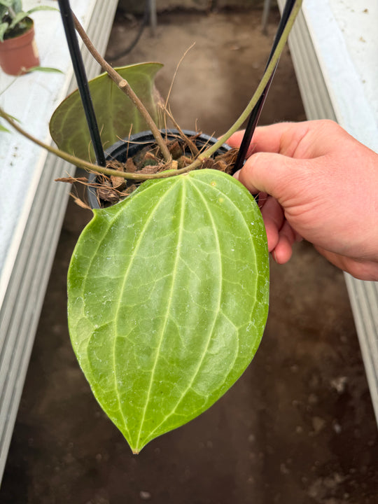 Hoya latifolia big leaf