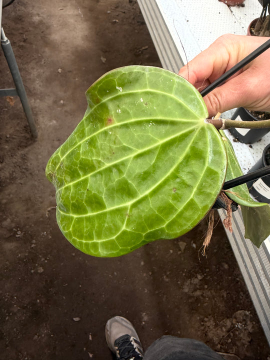 Hoya latifolia big leaf