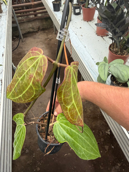 Hoya latifolia big leaf