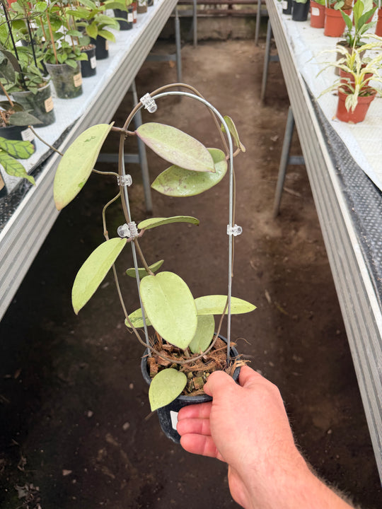 Hoya silver dollar