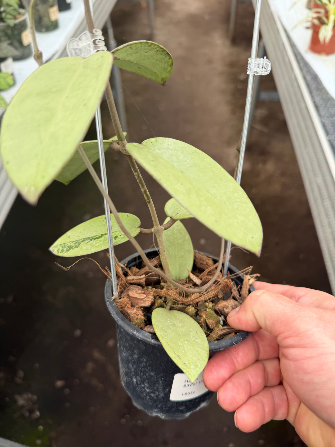 Hoya silver dollar