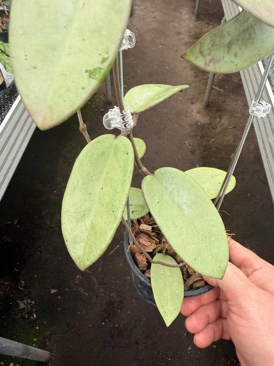 Hoya silver dollar