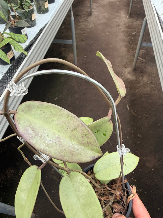Hoya silver dollar