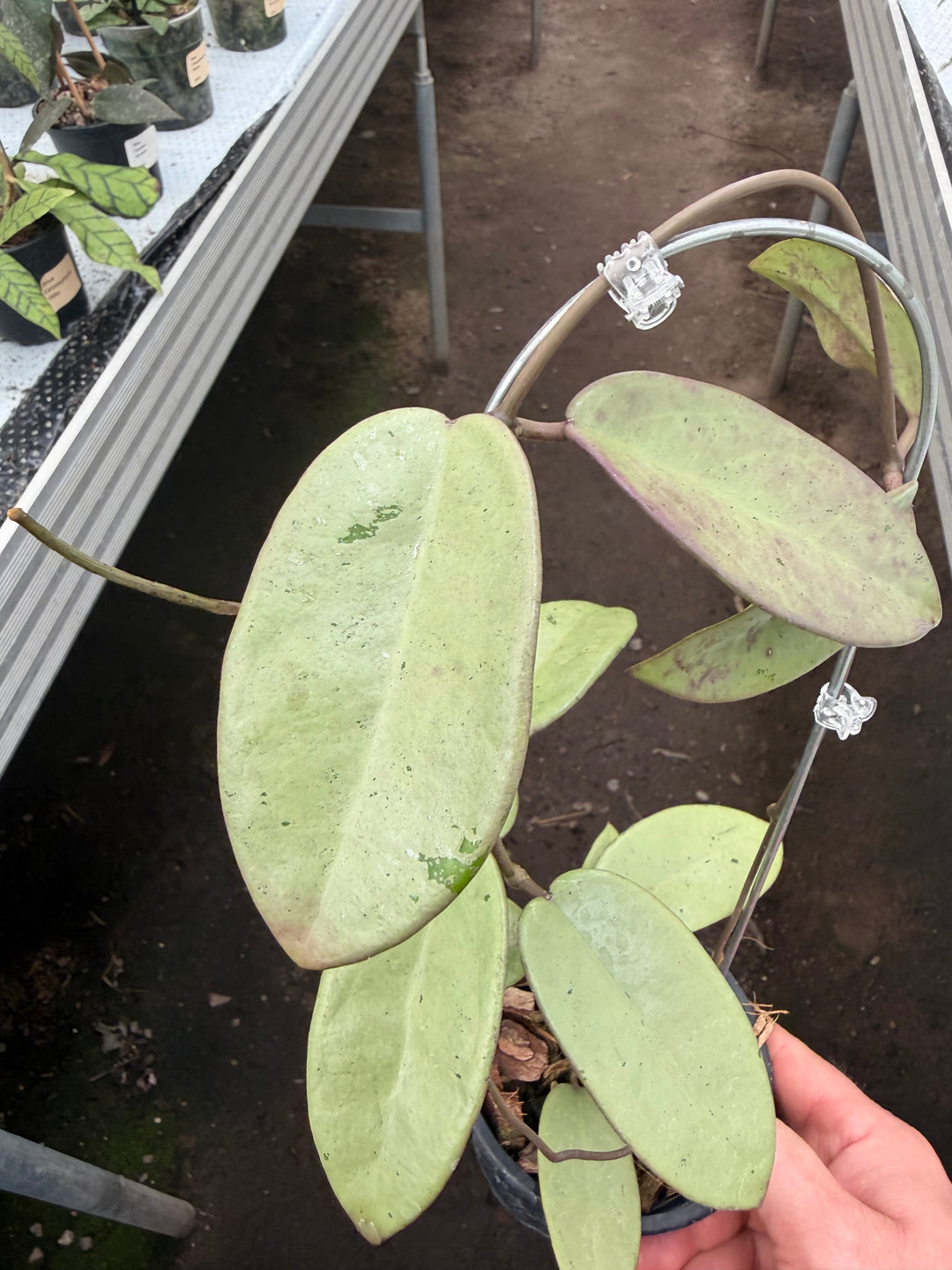 Hoya silver dollar