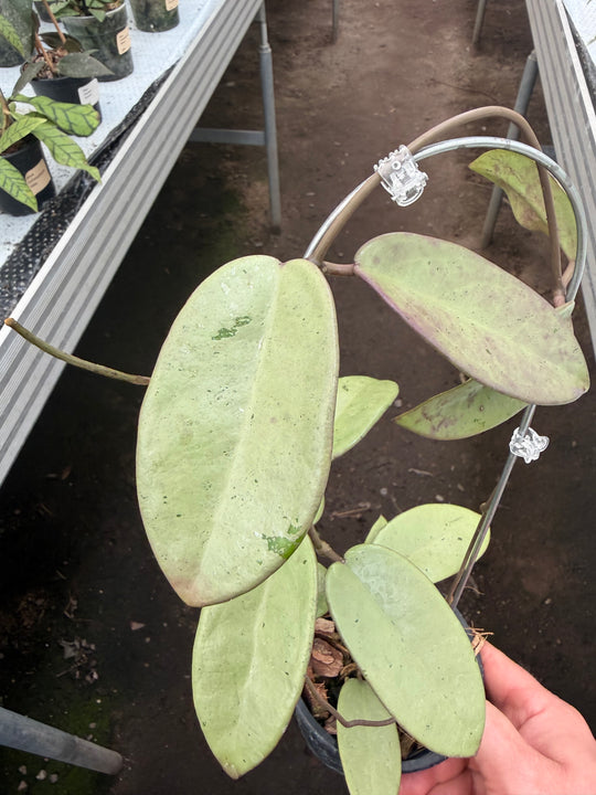 Hoya silver dollar