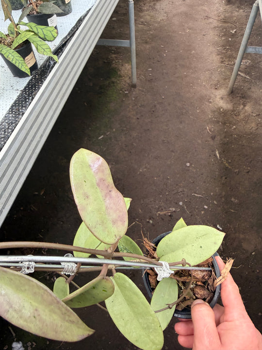 Hoya silver dollar