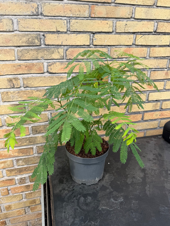 Christmas tree in clay pot 70 cm