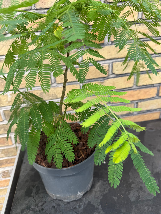 Christmas tree in clay pot 70 cm