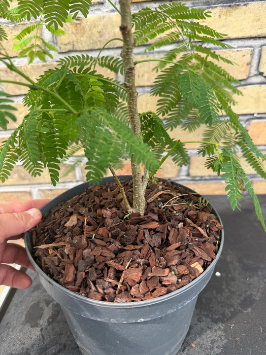 Christmas tree in clay pot 70 cm