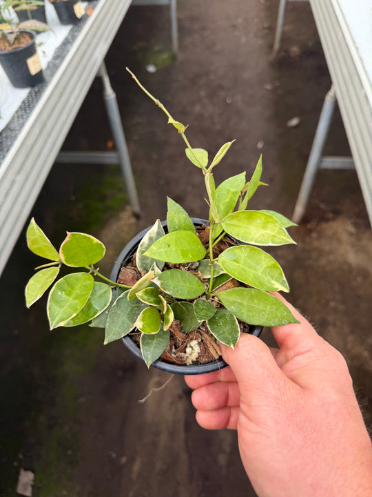Hoya lacunosa asami