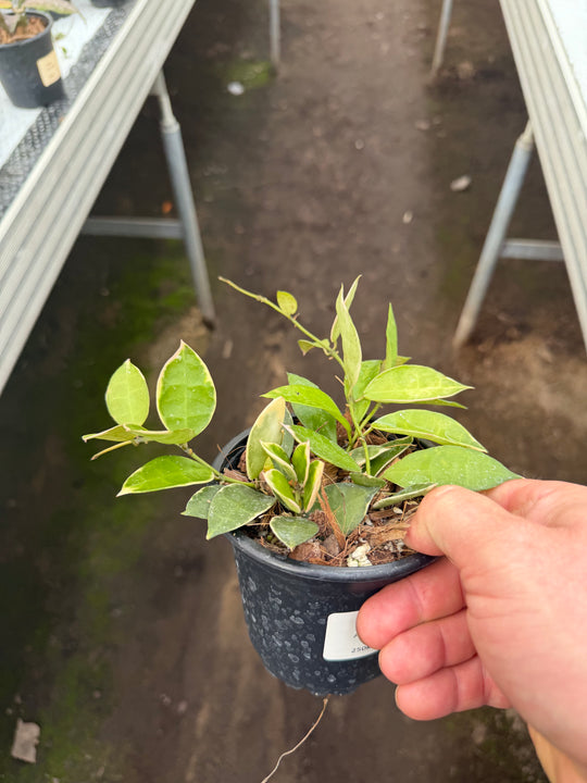 Hoya lacunosa asami