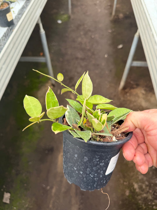 Hoya lacunosa asami