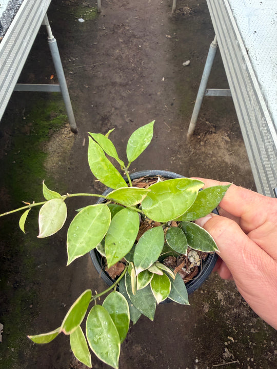 Hoya lacunosa asami