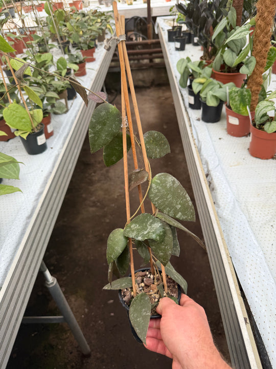 Hoya Caudata Sumatra