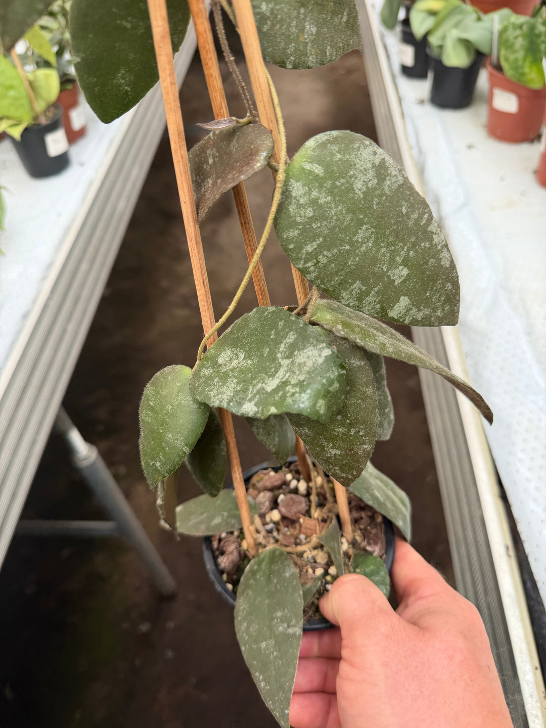 Hoya Caudata Sumatra