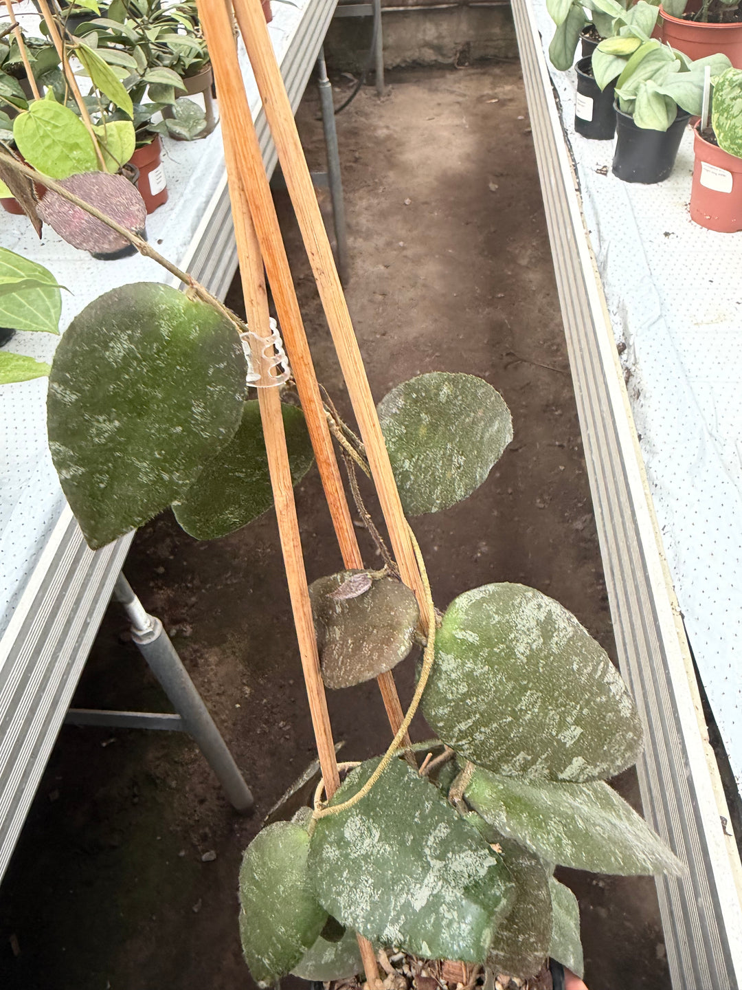 Hoya Caudata Sumatra