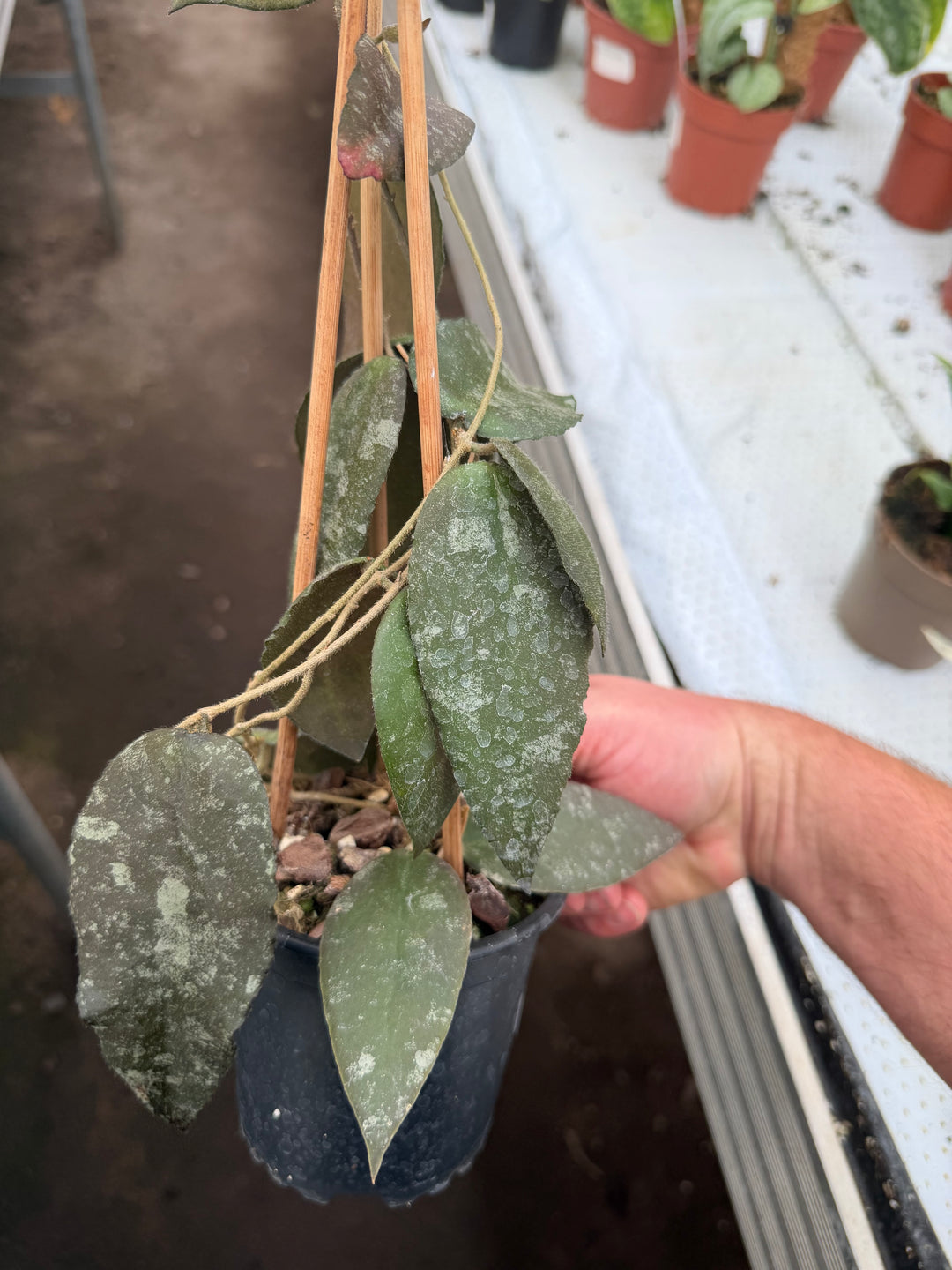 Hoya Caudata Sumatra