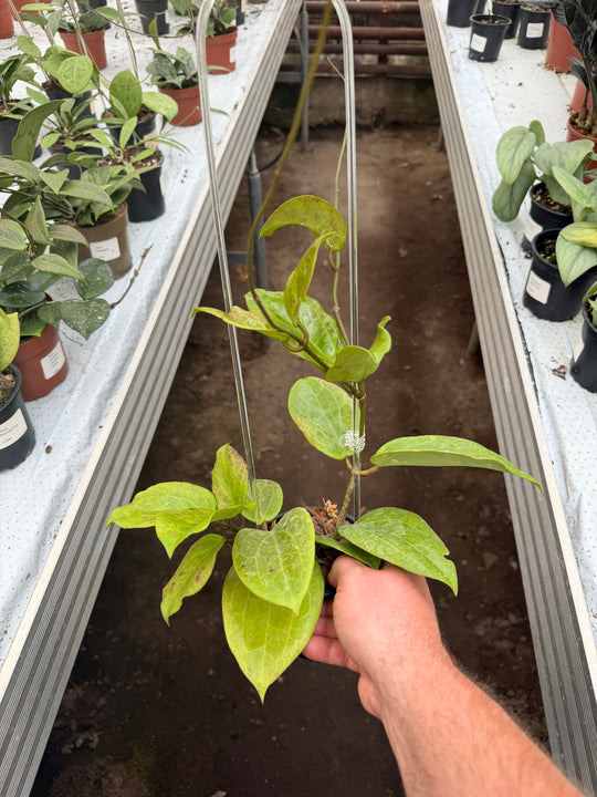 Hoya surigarensis