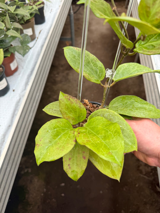 Hoya surigarensis