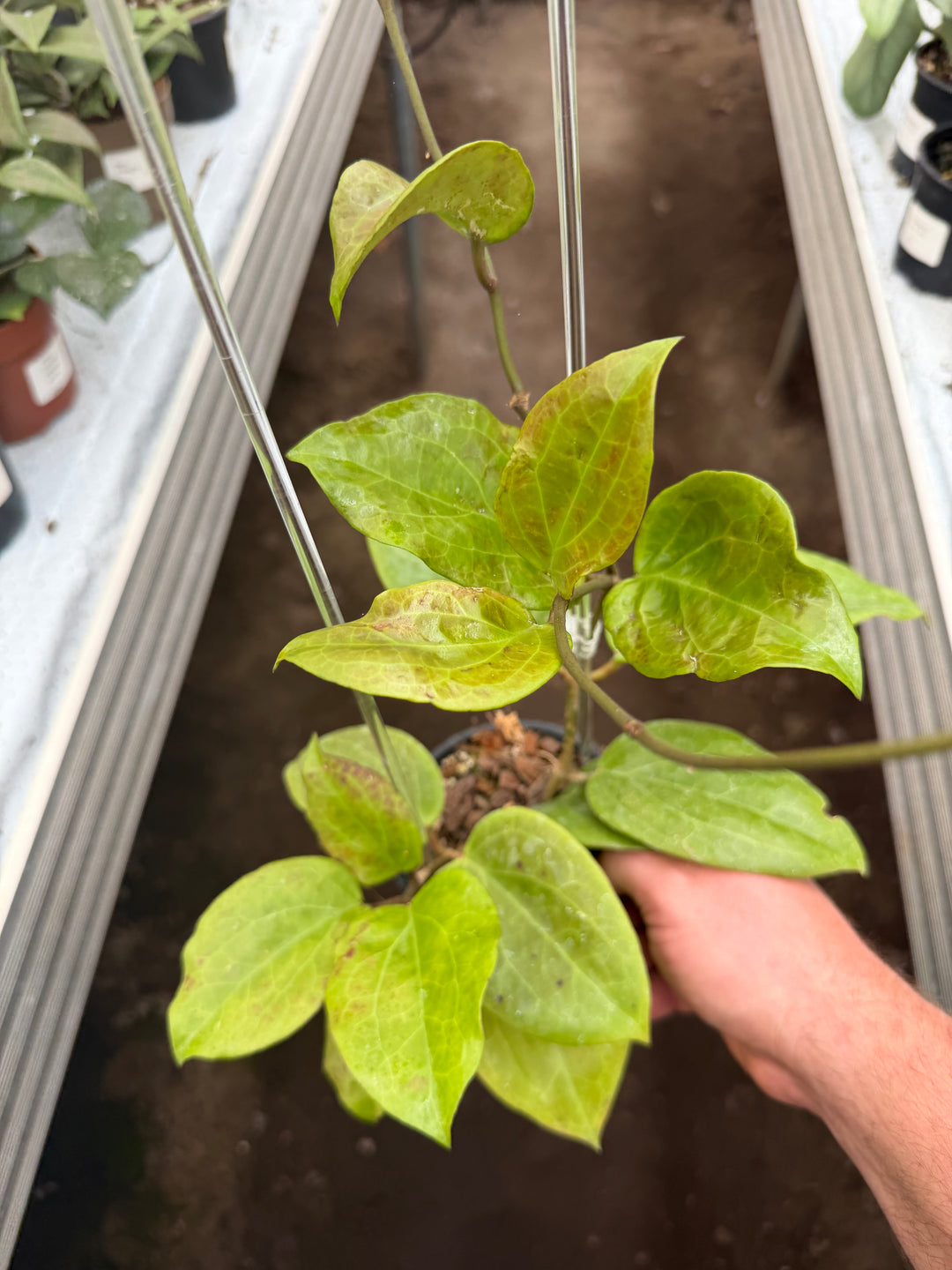 Hoya surigarensis
