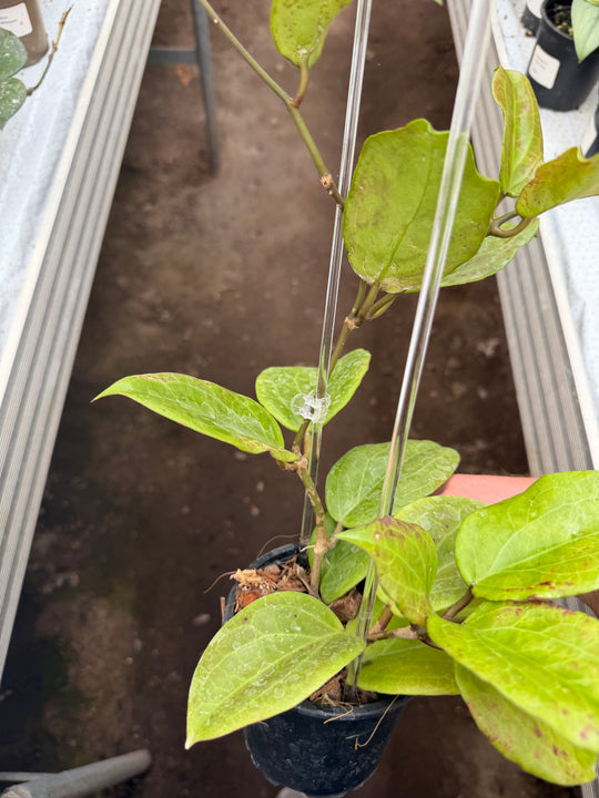 Hoya surigarensis