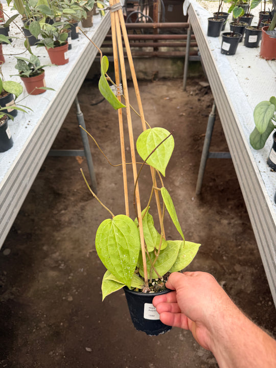 Hoya Polystachya