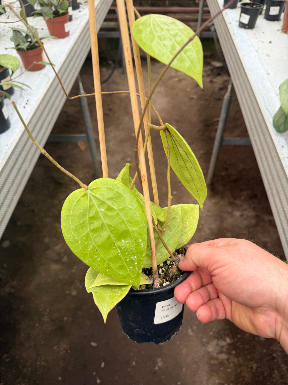 Hoya Polystachya