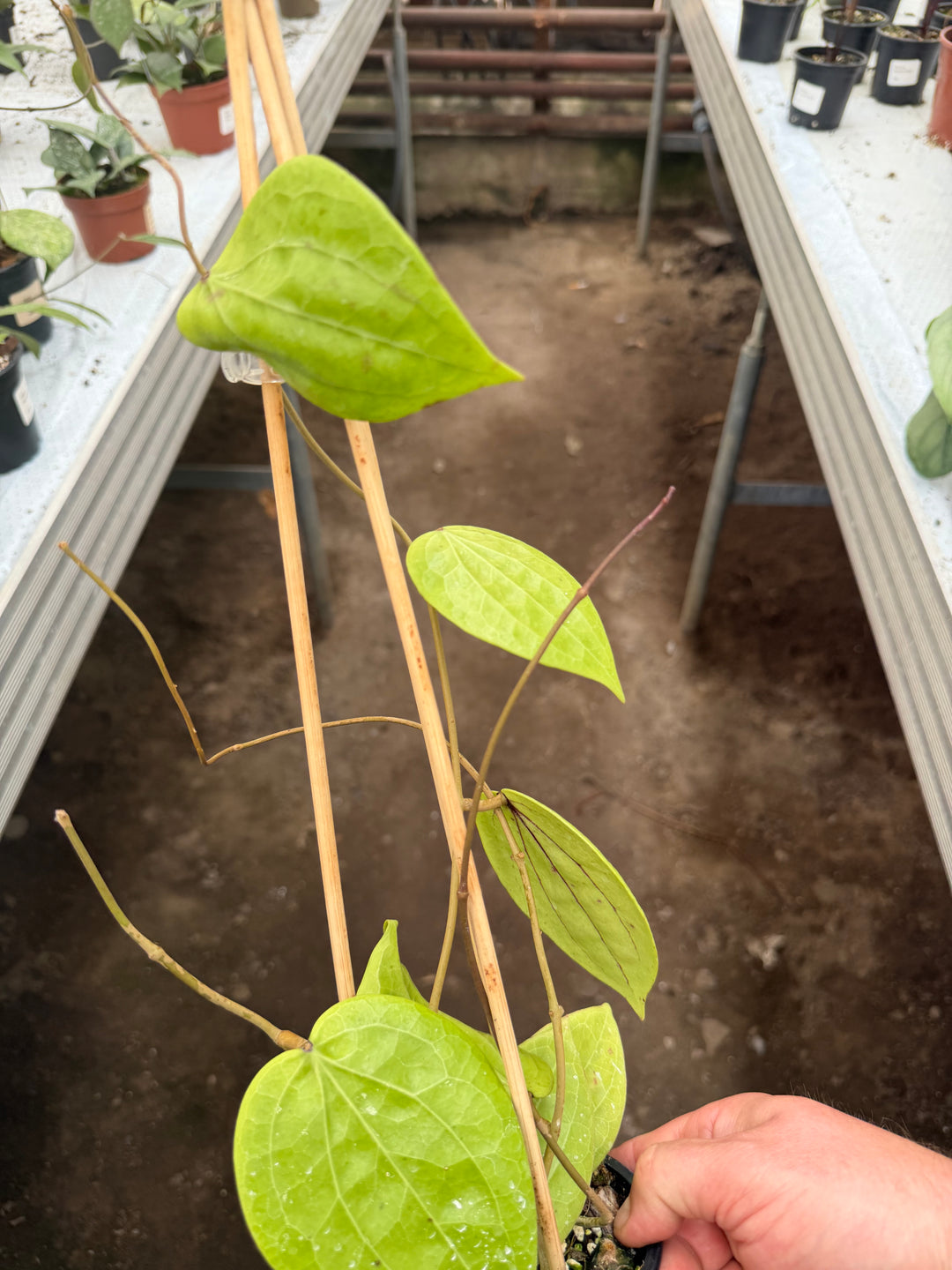 Hoya Polystachya