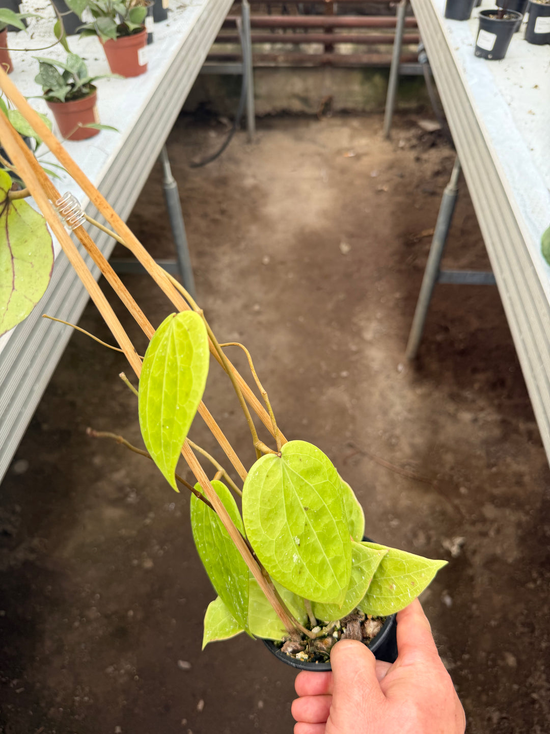 Hoya Polystachya