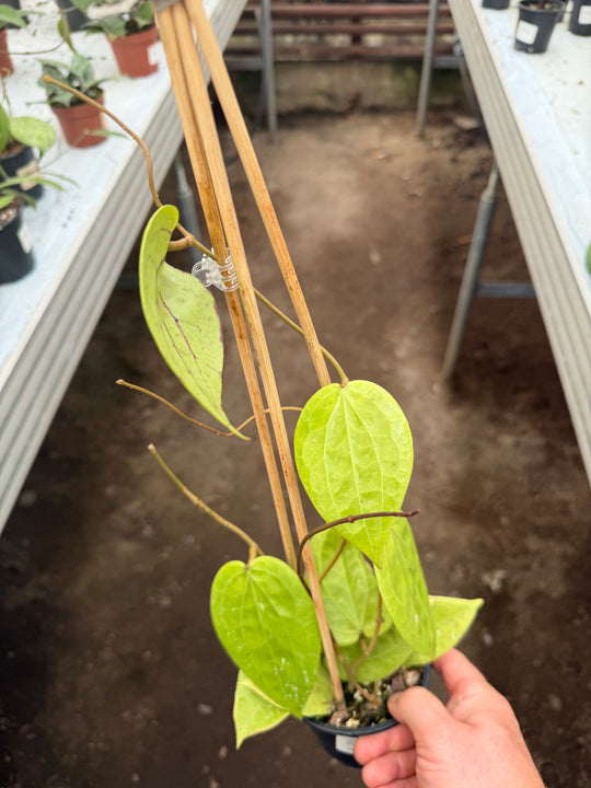 Hoya Polystachya