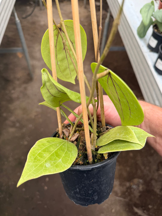 Hoya Polystachya